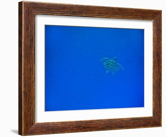 Sea Turtle Swimming, Zanzibar Island, Tanzania, East Africa, Africa-Laura Grier-Framed Photographic Print