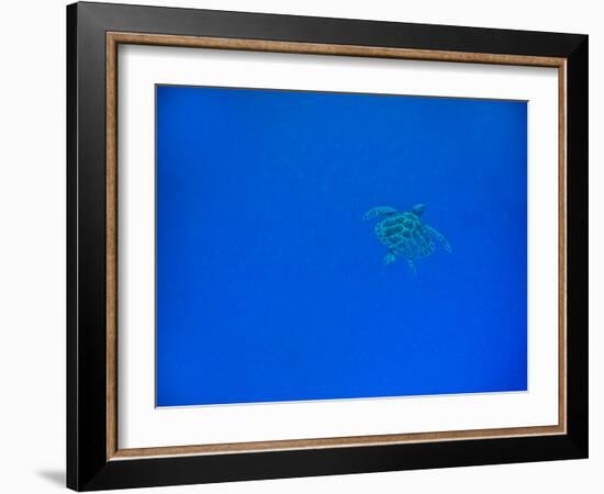 Sea Turtle Swimming, Zanzibar Island, Tanzania, East Africa, Africa-Laura Grier-Framed Photographic Print