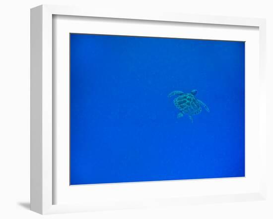 Sea Turtle Swimming, Zanzibar Island, Tanzania, East Africa, Africa-Laura Grier-Framed Photographic Print