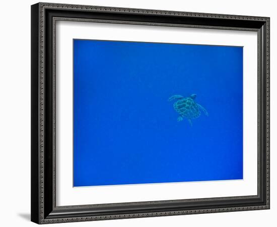 Sea Turtle Swimming, Zanzibar Island, Tanzania, East Africa, Africa-Laura Grier-Framed Photographic Print