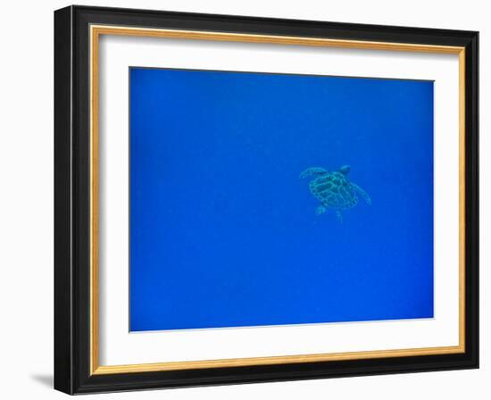 Sea Turtle Swimming, Zanzibar Island, Tanzania, East Africa, Africa-Laura Grier-Framed Photographic Print