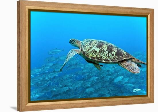 Sea Turtle-Krzysztof Odziomek-Framed Premier Image Canvas