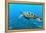 Sea Turtle-Krzysztof Odziomek-Framed Premier Image Canvas