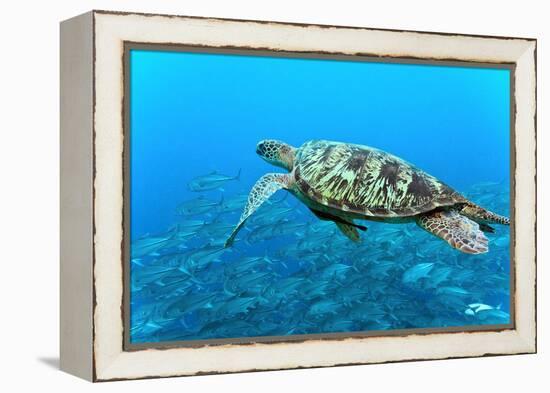 Sea Turtle-Krzysztof Odziomek-Framed Premier Image Canvas