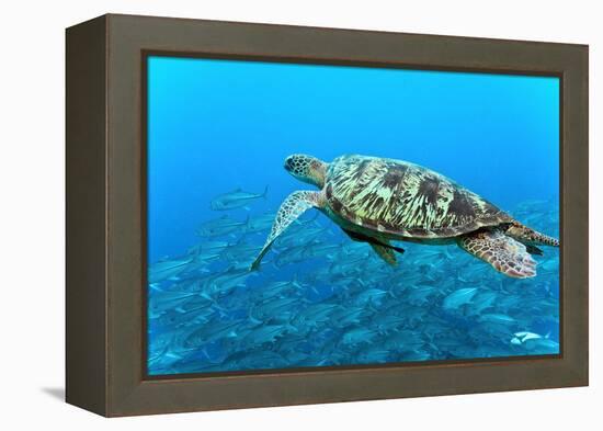 Sea Turtle-Krzysztof Odziomek-Framed Premier Image Canvas