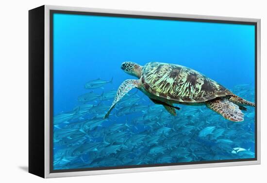 Sea Turtle-Krzysztof Odziomek-Framed Premier Image Canvas