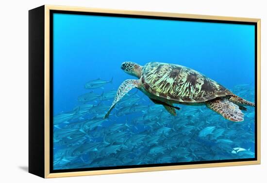 Sea Turtle-Krzysztof Odziomek-Framed Premier Image Canvas