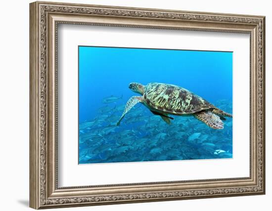 Sea Turtle-Krzysztof Odziomek-Framed Photographic Print