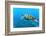 Sea Turtle-Krzysztof Odziomek-Framed Photographic Print