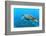 Sea Turtle-Krzysztof Odziomek-Framed Photographic Print