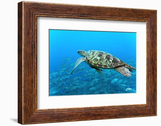 Sea Turtle-Krzysztof Odziomek-Framed Photographic Print