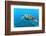 Sea Turtle-Krzysztof Odziomek-Framed Photographic Print