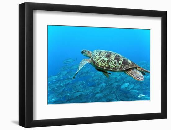 Sea Turtle-Krzysztof Odziomek-Framed Photographic Print