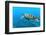 Sea Turtle-Krzysztof Odziomek-Framed Photographic Print