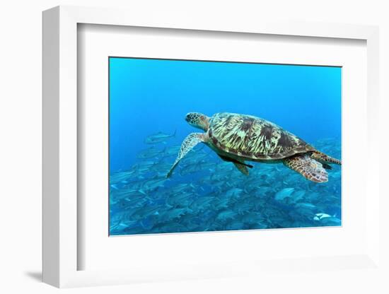 Sea Turtle-Krzysztof Odziomek-Framed Photographic Print