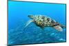Sea Turtle-Krzysztof Odziomek-Mounted Photographic Print