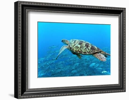 Sea Turtle-Krzysztof Odziomek-Framed Photographic Print