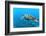 Sea Turtle-Krzysztof Odziomek-Framed Photographic Print