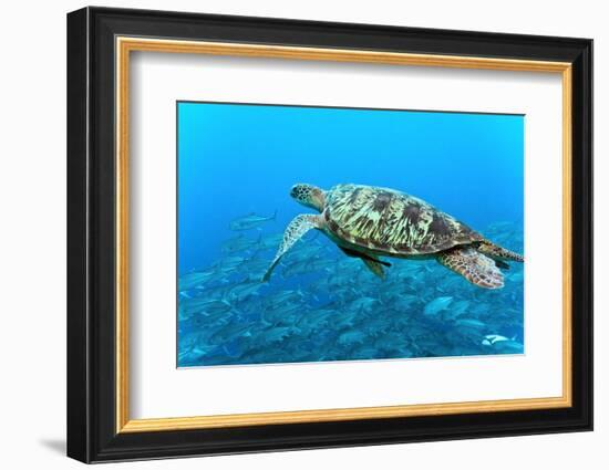 Sea Turtle-Krzysztof Odziomek-Framed Photographic Print