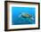 Sea Turtle-Krzysztof Odziomek-Framed Photographic Print