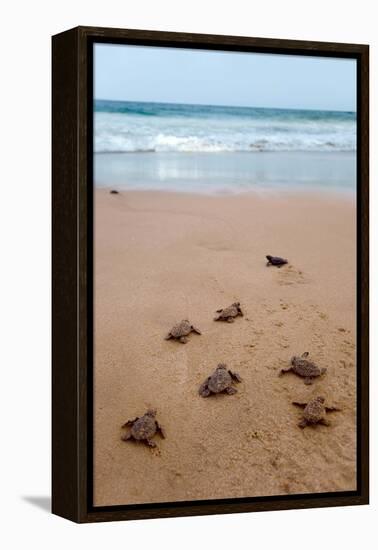 Sea Turtles Hatching-Lantern Press-Framed Stretched Canvas