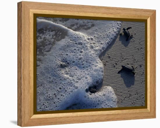 Sea Turtles to Sea, Maya Route, El Cuya, Mexico-Kenneth Garrett-Framed Premier Image Canvas