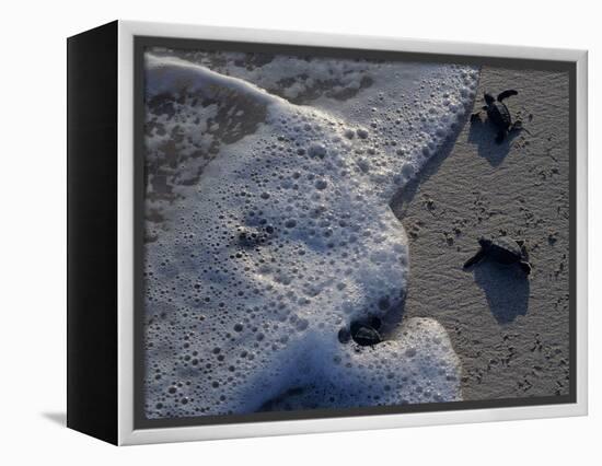 Sea Turtles to Sea, Maya Route, El Cuya, Mexico-Kenneth Garrett-Framed Premier Image Canvas