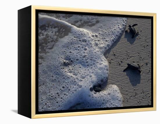 Sea Turtles to Sea, Maya Route, El Cuya, Mexico-Kenneth Garrett-Framed Premier Image Canvas