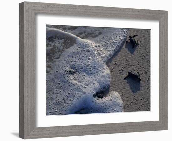 Sea Turtles to Sea, Maya Route, El Cuya, Mexico-Kenneth Garrett-Framed Photographic Print