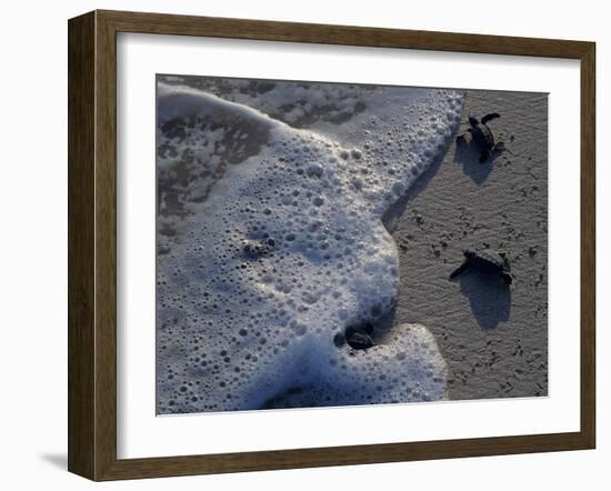 Sea Turtles to Sea, Maya Route, El Cuya, Mexico-Kenneth Garrett-Framed Photographic Print