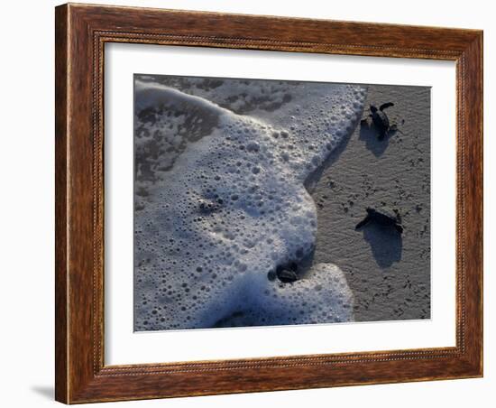 Sea Turtles to Sea, Maya Route, El Cuya, Mexico-Kenneth Garrett-Framed Photographic Print