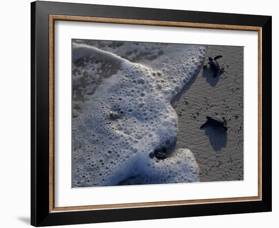 Sea Turtles to Sea, Maya Route, El Cuya, Mexico-Kenneth Garrett-Framed Photographic Print