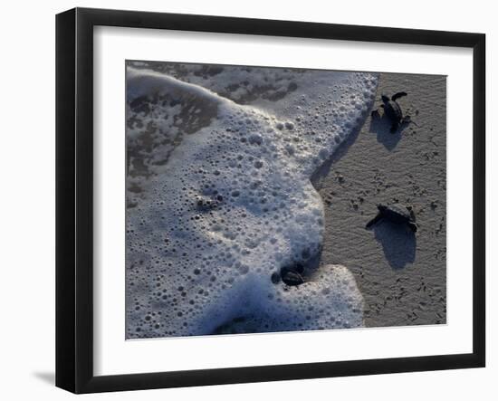 Sea Turtles to Sea, Maya Route, El Cuya, Mexico-Kenneth Garrett-Framed Photographic Print