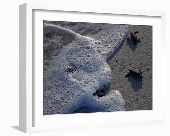 Sea Turtles to Sea, Maya Route, El Cuya, Mexico-Kenneth Garrett-Framed Photographic Print