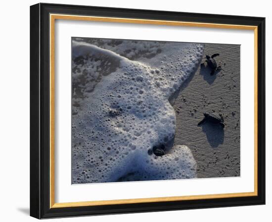 Sea Turtles to Sea, Maya Route, El Cuya, Mexico-Kenneth Garrett-Framed Photographic Print