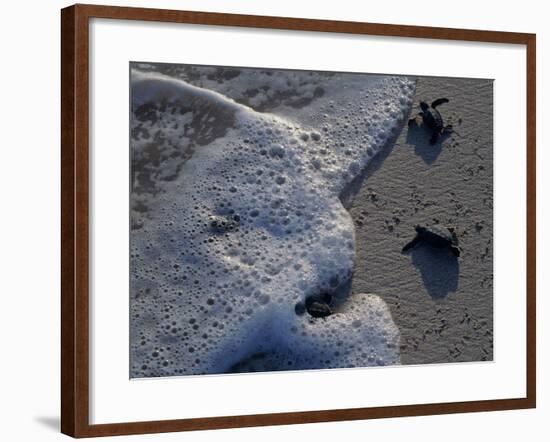 Sea Turtles to Sea, Maya Route, El Cuya, Mexico-Kenneth Garrett-Framed Photographic Print