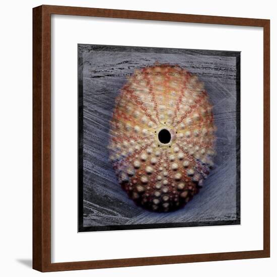 Sea Urchin 1-John W Golden-Framed Giclee Print