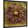 Sea Urchin 2-John W Golden-Mounted Giclee Print