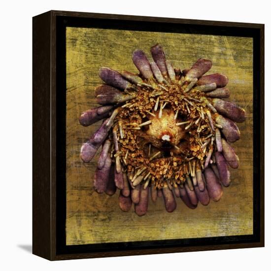 Sea Urchin 2-John W Golden-Framed Premier Image Canvas