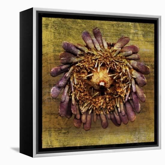 Sea Urchin 2-John W Golden-Framed Premier Image Canvas