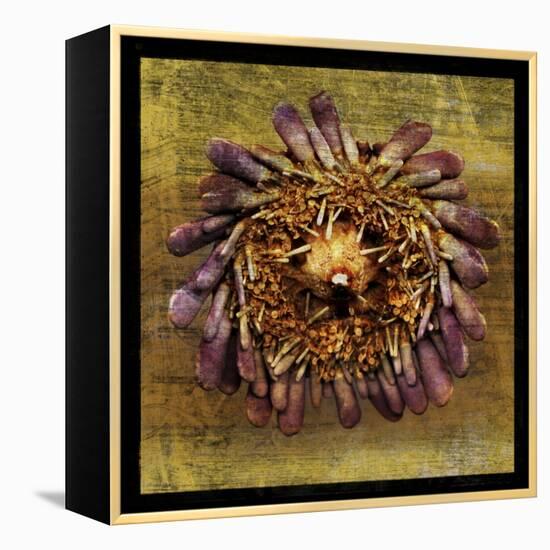 Sea Urchin 2-John W Golden-Framed Premier Image Canvas