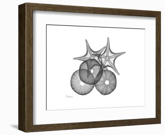 Sea Urchin and Starfish-Albert Koetsier-Framed Premium Giclee Print