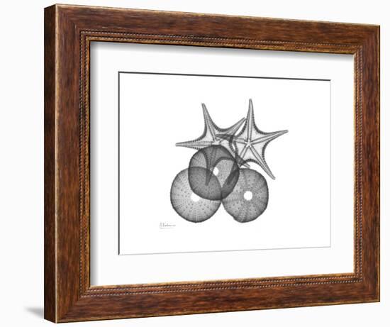 Sea Urchin and Starfish-Albert Koetsier-Framed Premium Giclee Print