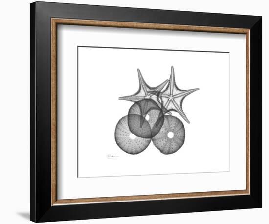 Sea Urchin and Starfish-Albert Koetsier-Framed Premium Giclee Print