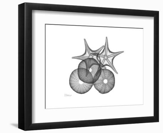 Sea Urchin and Starfish-Albert Koetsier-Framed Premium Giclee Print