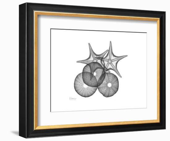 Sea Urchin and Starfish-Albert Koetsier-Framed Premium Giclee Print