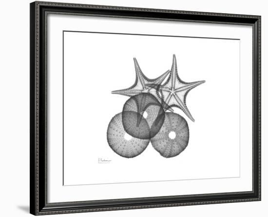 Sea Urchin and Starfish-Albert Koetsier-Framed Premium Giclee Print