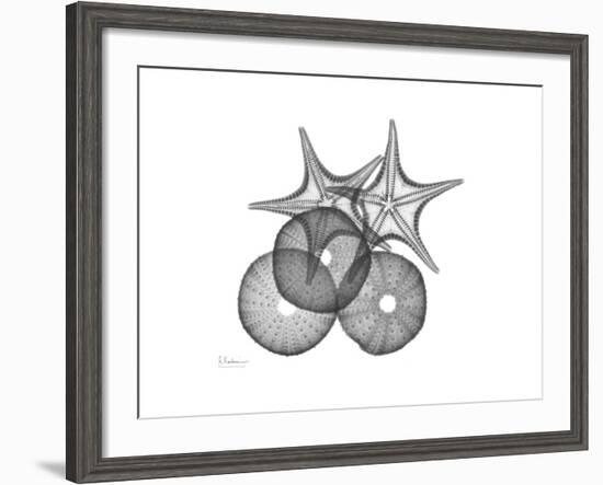 Sea Urchin and Starfish-Albert Koetsier-Framed Premium Giclee Print