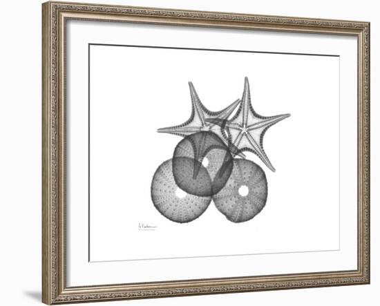 Sea Urchin and Starfish-Albert Koetsier-Framed Premium Giclee Print