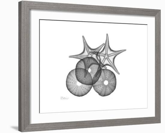 Sea Urchin and Starfish-Albert Koetsier-Framed Premium Giclee Print